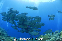 bumphead swarm in Sipadan, D200 by Thomas Lueken 